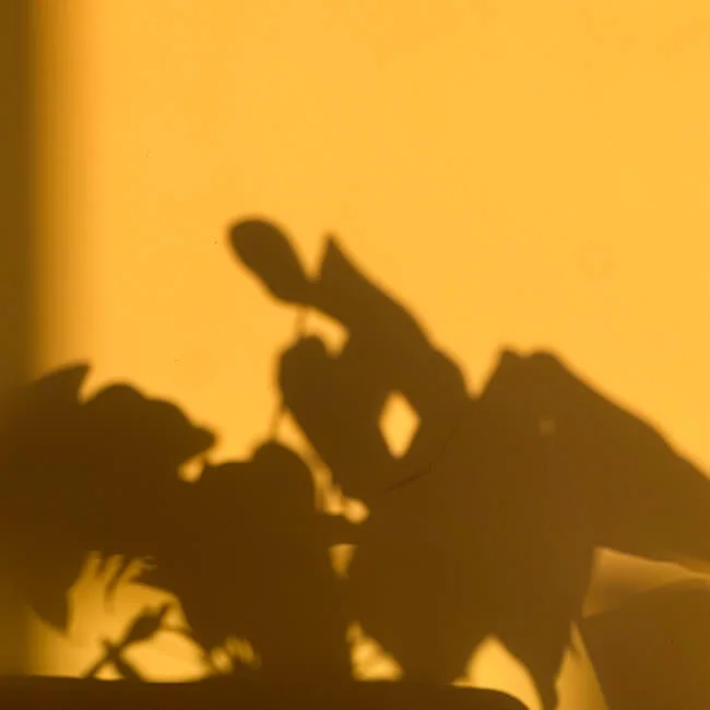 Warm yellow-toned shot of a figure's shadow against a bright wall